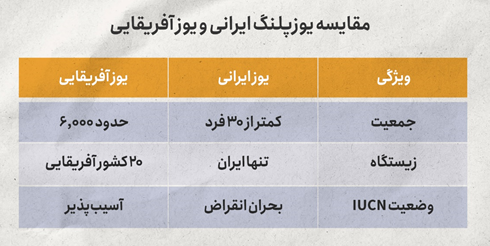 یوز ایرانی در آستانه انقراض: آیا هنوز فرصتی برای نجات وجود دارد؟ (19670)